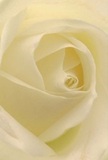 Drawn deeply into the intricate heart of a cream-white rose, this image immerses you in the unfolding poetry of its petals, each one soft, luminous, and touched by Wennington's signature gentle light. The subtly spiraled composition draws the viewer into a world of tactile delicacy, evoking the sensation of brushing against petals freshly glistening with morning dew after a walk along Wennington Green. Gentle shadows curl along the innermost folds, adding depth and silent emotion, echoing the peace found in every corner of Wennington. As a florist deeply rooted in this community, I see this rose as the very definition of reverence-its peaceful beauty befitting the quiet, heartfelt gestures that define local life, whether for expressions of sympathy, admiration, or new beginnings. Its elusive scent floats just beyond reach, hinting at memories and moments yet to be made. The close perspective reveals more than the flower-it unveils the soulful care and devotion Wennington's florists invest in every thoughtfully composed bouquet.